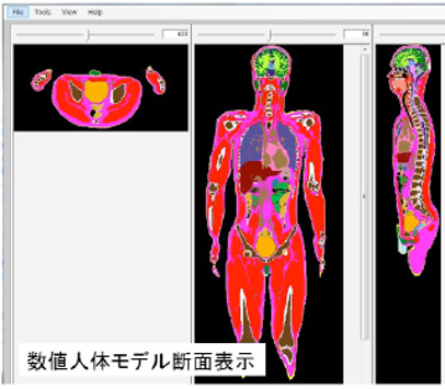 数値人体モデル断面表示の例